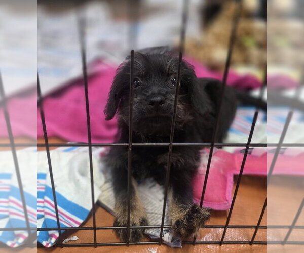 Medium Photo #2 Dachshund-Unknown Mix Puppy For Sale in SHERBURNE, NY, USA
