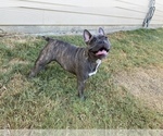 Small Photo #15 French Bulldog Puppy For Sale in BRYAN, TX, USA