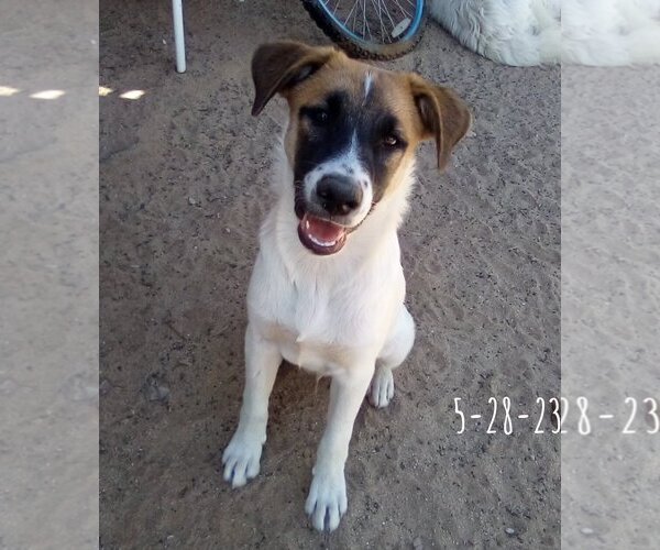 Medium Photo #14 Mutt Puppy For Sale in Apple Valley, CA, USA