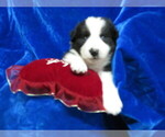 Small Photo #7 Miniature Australian Shepherd Puppy For Sale in HARTVILLE, MO, USA