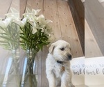 Puppy yellow Golden Retriever