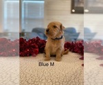 Small #5 Golden Retriever