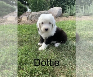 Old English Sheepdog Puppy for Sale in LUCERNE, Indiana USA