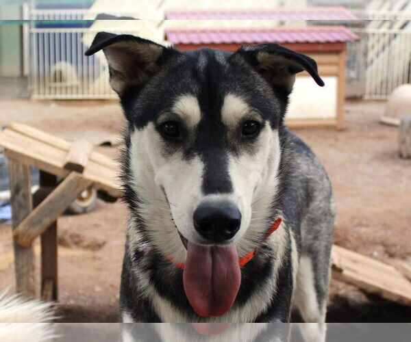 Medium Photo #5 Siberian Husky-Unknown Mix Puppy For Sale in Cedar Crest, NM, USA
