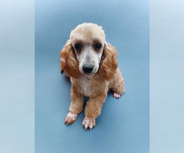 Medium Photo #2 Poodle (Toy) Puppy For Sale in Lincolnwood, IL, USA