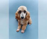 Small #1 Poodle (Toy)