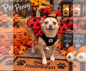 Chihuahua Dogs for adoption in Garner, NC, USA
