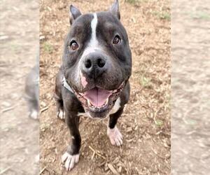 American Pit Bull Terrier-Unknown Mix Dogs for adoption in Denver, CO, USA