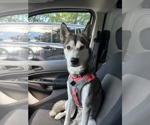 Medium Photo #3 Huskies -Unknown Mix Puppy For Sale in Clarkston, MI, USA