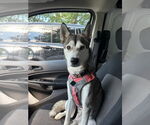 Small #2 Huskies  Mix