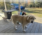 Small Photo #17 Newfoundland Puppy For Sale in HERTFORD, NC, USA