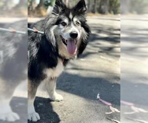 Alaskan Malamute Dogs for adoption in Santa Barbara, CA, USA