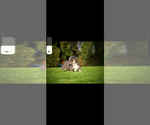 Small #6 French Bulldog