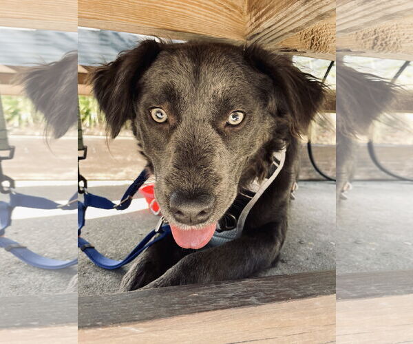 Medium Photo #2 Mutt Puppy For Sale in Mount Pleasant, SC, USA
