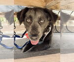 Small #1 Mutt