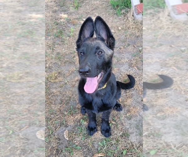 Medium Photo #9 German Shepherd Dog Puppy For Sale in BURLESON, TX, USA