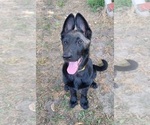 Small Photo #9 German Shepherd Dog Puppy For Sale in BURLESON, TX, USA