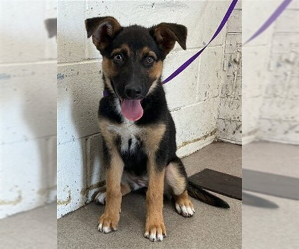 Medium Photo #1 German Shepherd Dog Puppy For Sale in San Bernardino, CA, USA