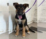 Small German Shepherd Dog