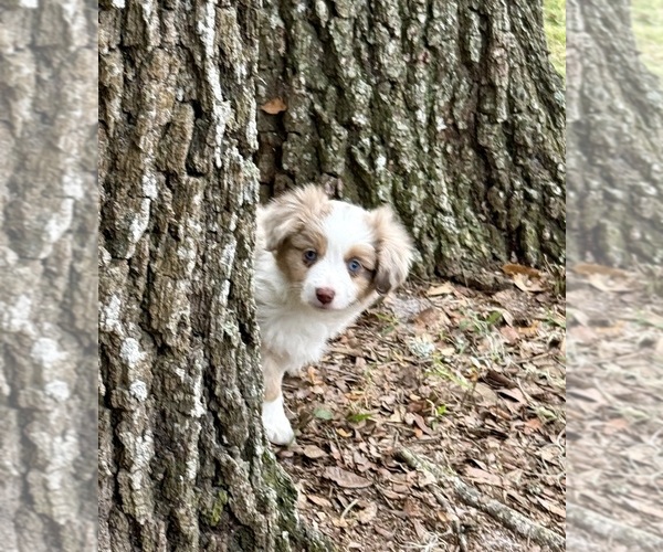 Medium Photo #17 Miniature Australian Shepherd Puppy For Sale in ANTHONY, FL, USA