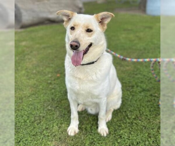 Medium Photo #2 German Shepherd Dog-Unknown Mix Puppy For Sale in Camarillo, CA, USA