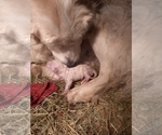 Small Photo #13 Great Pyrenees Puppy For Sale in RONAN, MT, USA