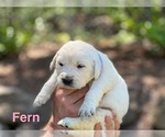 Puppy Fern English Cream Golden Retriever
