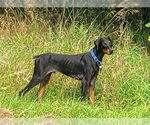 Small #5 Doberman Pinscher