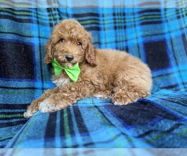 Medium Photo #6 Poodle (Miniature) Puppy For Sale in LAKELAND, FL, USA