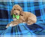 Small #5 Poodle (Miniature)