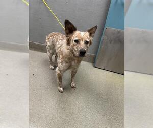 Australian Shepherd-Unknown Mix Dogs for adoption in Las Vegas, NV, USA
