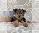 Small #5 Yorkshire Terrier
