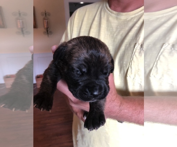 Medium Photo #18 Cane Corso Puppy For Sale in MOBILE, AL, USA