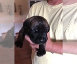 Small Photo #18 Cane Corso Puppy For Sale in MOBILE, AL, USA