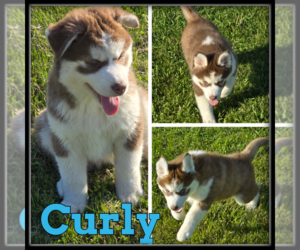 Siberian Husky Puppy for sale in WHEELER, MI, USA