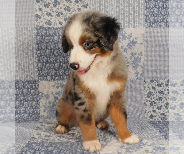 Medium Photo #4 Miniature Australian Shepherd Puppy For Sale in HARRISON, OH, USA