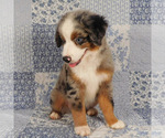 Small #3 Miniature Australian Shepherd