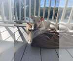 Small #42 American Staffordshire Terrier-Labrador Retriever Mix
