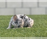 Small #11 French Bulldog