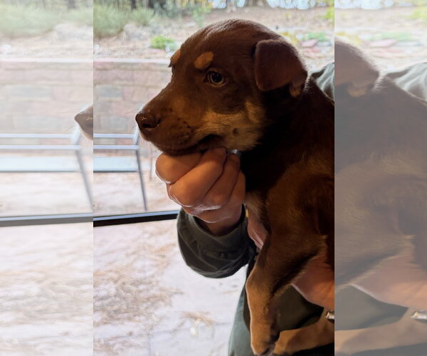 Medium Photo #3 Mutt Puppy For Sale in Chama, NM, USA