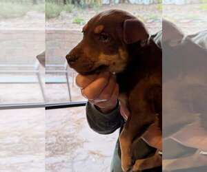 Tatum - Female Mutt Dog for Adoption - Photo #3