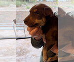 Small Photo #3 Mutt Puppy For Sale in Chama, NM, USA