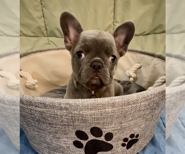 Medium Photo #8 French Bulldog Puppy For Sale in ORANGE, TX, USA