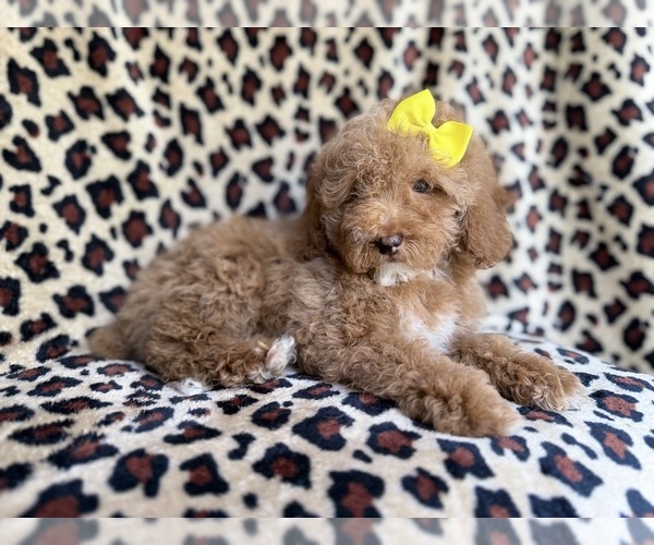 Medium Photo #5 Cock-A-Poo Puppy For Sale in LAKELAND, FL, USA