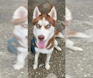 Siberian Husky Dogs for adoption in Sanford, FL, USA