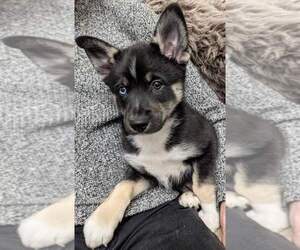 Pomsky Puppy for sale in WARMINSTER, PA, USA