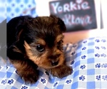 Small #8 Yorkshire Terrier