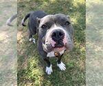 Small #4 American Pit Bull Terrier Mix