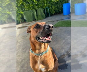 Luna - Female German Shepherd Dog-Unknown Mix Dog for Adoption - Photo #3