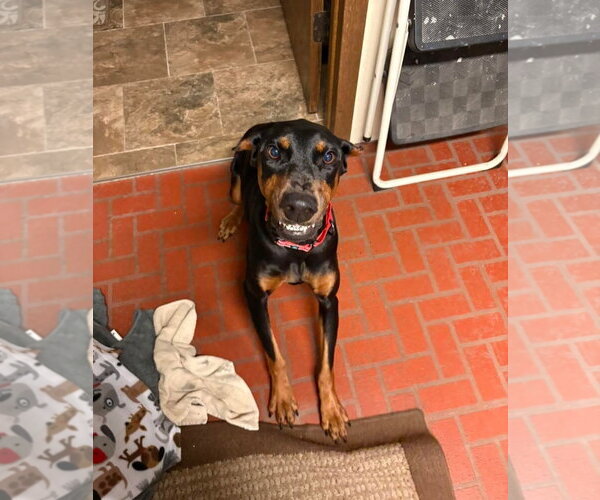 Medium Photo #5 Doberman Pinscher Puppy For Sale in Buffalo, MN, USA